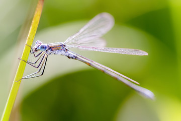 Gemeine Binsenjungfer - Lestes sponsa - emerald damselfly or common spreadwing