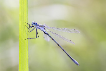 Gemeine Binsenjungfer - Lestes sponsa - emerald damselfly or common spreadwing
