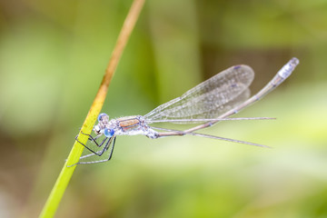 Gemeine Binsenjungfer - Lestes sponsa - emerald damselfly or common spreadwing.