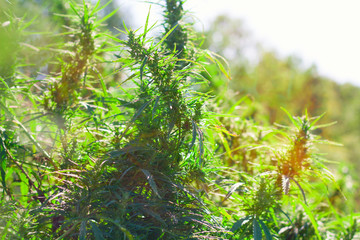 marijuana grows in the field, marijuana farm, sunny toned
