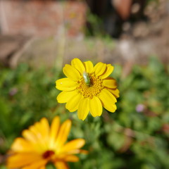 Green beetle on yellow flower