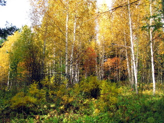 Obraz premium autumn forest in siberia