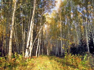 autumn forest in siberia