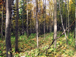 Obraz premium autumn forest in siberia