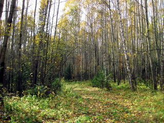 Obraz premium autumn forest in siberia