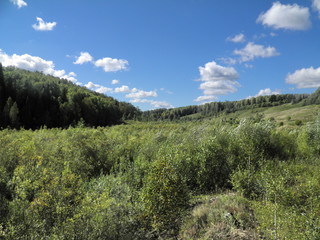 autumn forest in siberia