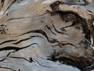 Totes Holz
