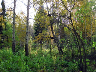 Obraz premium autumn forest in siberia