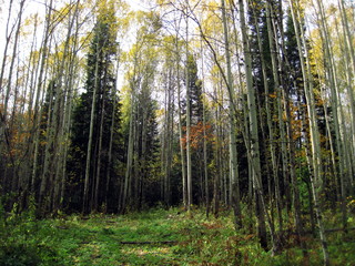 autumn forest in siberia