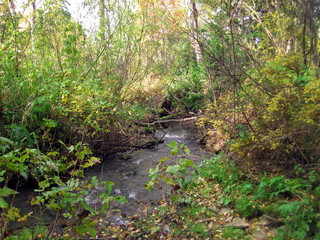 Fototapeta premium autumn forest in siberia
