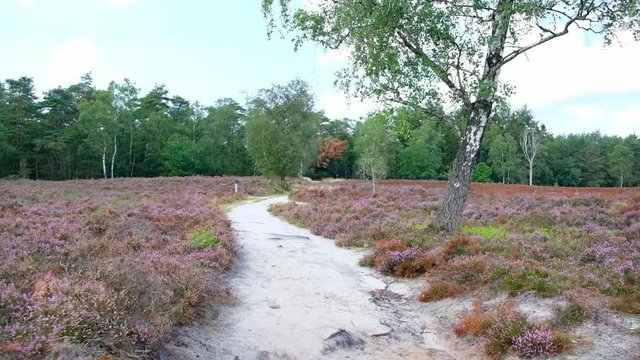 Walking in a Heathland landscape with blooming Heather plants
