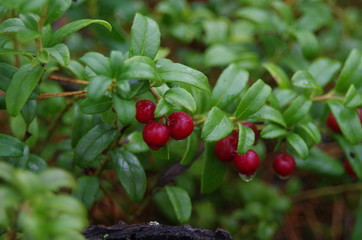 Obraz premium Red Lingonberry in a forest