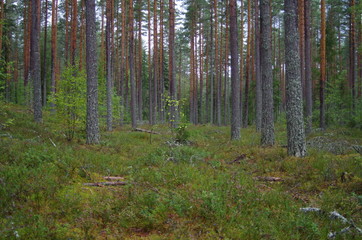 A cold autumn day in a forest