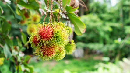 Rambutan fruit in an orchard.