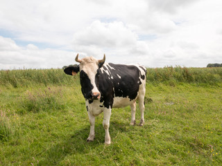 Fototapeta na wymiar Cow look Like Pink Floyd Album
