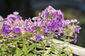 A flower called phlox paniculata