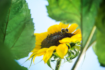 Bees seeking for nectar and sitting on beautiful. bright yellow sunflower blossom.