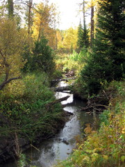 siberian autumn forest