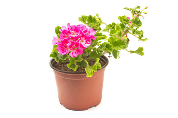 Geranium pelargonium flower in pot isolated on white