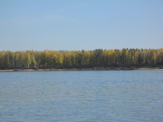 Fototapeta premium siberian autumn forest