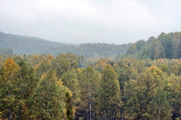Fototapeta premium siberian autumn forest