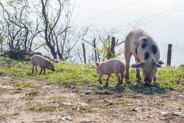 Young pigs grazing grass high in the mountains. Though life, polluted nature with garbage around. 