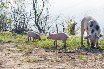 Young pigs grazing grass high in the mountains. Though life, polluted nature with garbage around. 