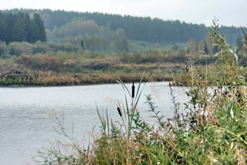 siberian autumn forest
