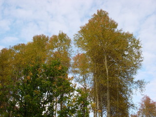 siberian autumn forest