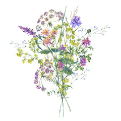 Watercolor summer wildflowers. Botanical colorful illustration