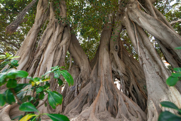 Large Moreton Bay Fig tree (Ficus macrophylla) in the middle of a city park with extensive root system to recreate tropical jungle feeling in an urban setting