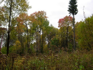 Fototapeta premium siberian autumn forest