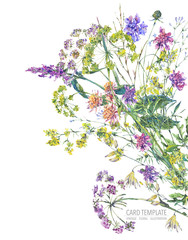 Watercolor summer wildflowers. Botanical colorful illustration