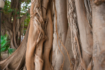 Large Moreton Bay Fig tree (Ficus macrophylla) in the middle of a city park with extensive root...