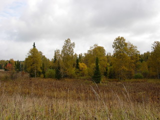 siberian autumn forest