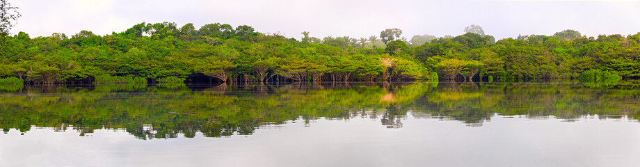 Brazilian Amazon forest in the Xixuaù-Xiparinà reserve on the Rio Jauperi