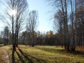 siberian autumn forest