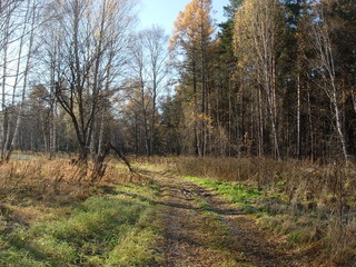 siberian autumn forest