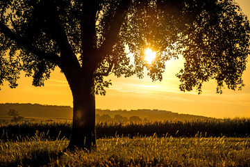 sunset in summertime with tree