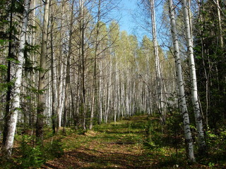 Siberia autumn forest