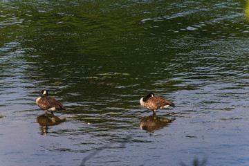 Neckar, Edingen, Tiere auf der Zeil, Graugänse