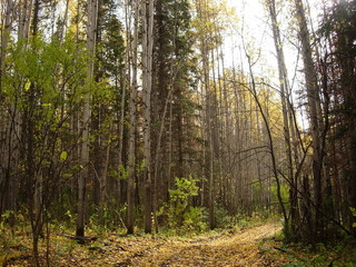 Siberia autumn forest