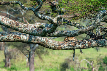 Sleeping leopard or Panthera pardus on a tree