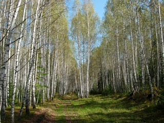 Siberia autumn forest