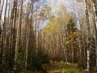 Obraz premium Siberia autumn forest