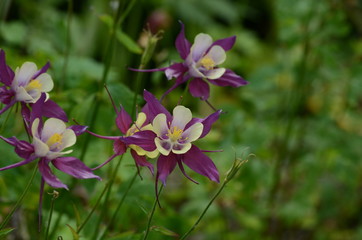 Fototapeta premium Columbine Flower