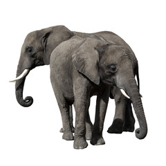 Fototapeta premium Two African Elephants isoled on white background.