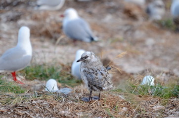 Fototapeta premium Red-billed Gull chick near Dunedin, South Island, New Zealand