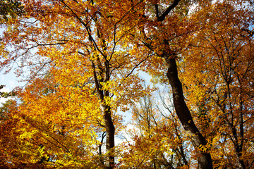 Colorful leaves on trees