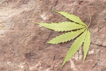 Dry Cannabis, Marijuanna leaf on rock
